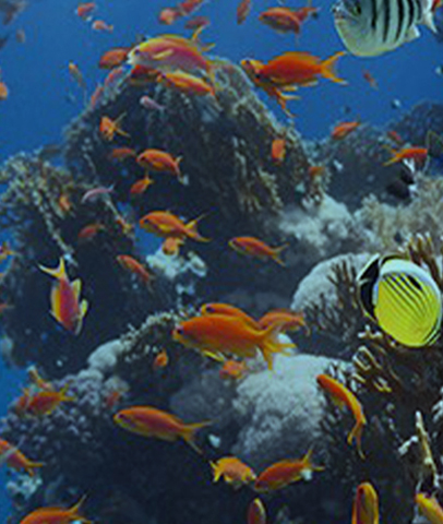 Aquabella Aquariums Innovations
